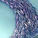 Shoal